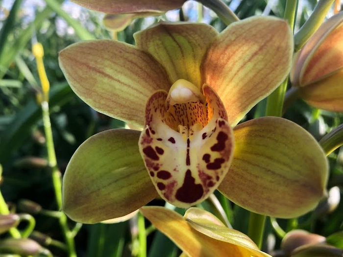 <h4>Cymbidium Mini Teeflor X10 Leekade</h4>