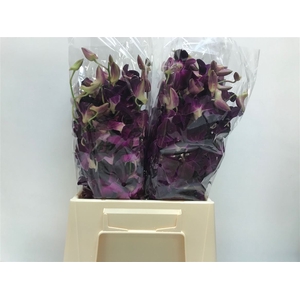 Dendro Red Bule Sg