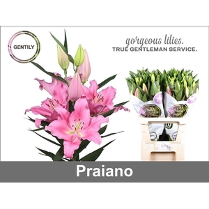 LI OR PRAIANO