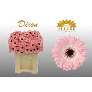 Gerbera mini 'Dixon' fust 555