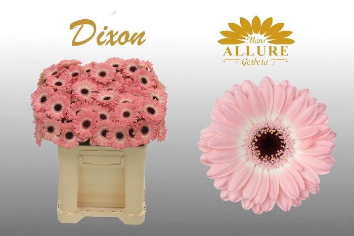 <h4>Gerbera mini 'Dixon' fust 555</h4>