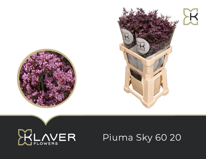 Lim Piuma Sky 60 20