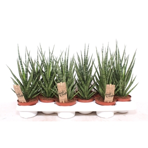 Sansevieria Torch