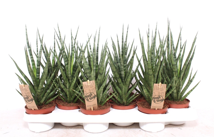 <h4>Sansevieria Torch</h4>
