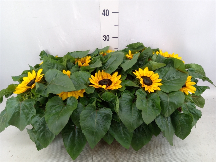 <h4>Helianthus an. 'Petisol'</h4>