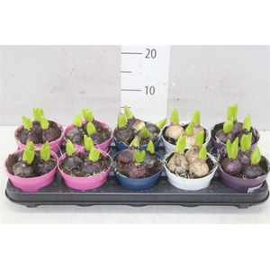 Hyacinthus Gemengd 3pp Colorpot