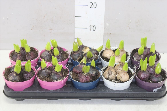 <h4>Hyacinthus Gemengd 3pp Colorpot</h4>