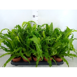 Asplenium antiquum 'Osaka'