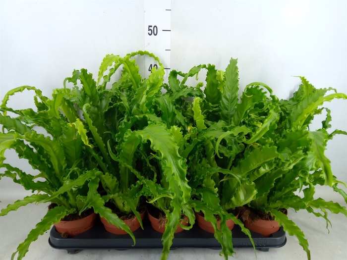 <h4>Asplenium antiquum 'Osaka'</h4>