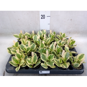 Peperomia obt. 'Obtipan Bicolor'
