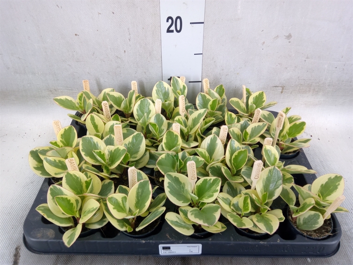 <h4>Peperomia obt. 'Obtipan Bicolor'</h4>