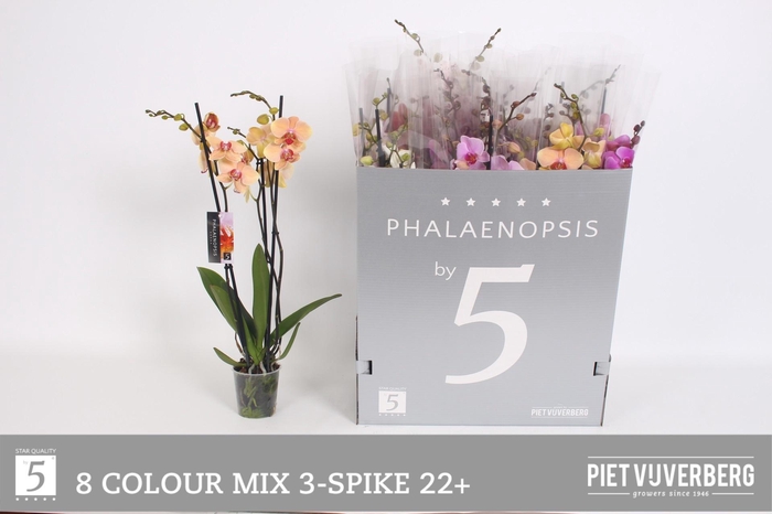 <h4>PHAL GEM 8 KL</h4>