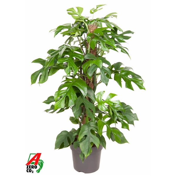 <h4>Monstera Minima mosstok P19 (NO GAP)</h4>