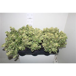 Hebe Variegata