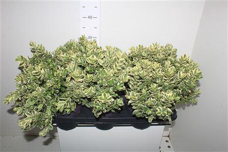 <h4>Hebe Variegata</h4>