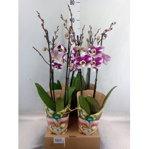 Phalaenopsis  'Ant Barcelona'