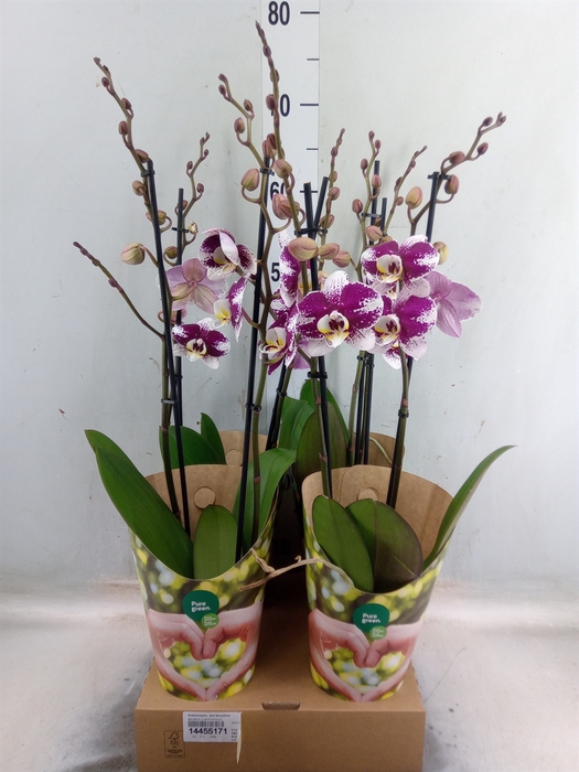 <h4>Phalaenopsis  'Ant Barcelona'</h4>