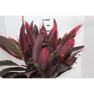 NAO USAR - DRACENA PANAMA