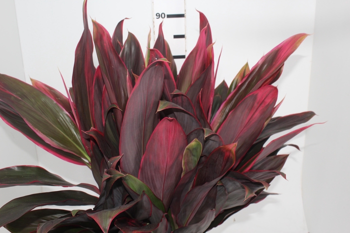 NAO USAR - DRACENA PANAMA