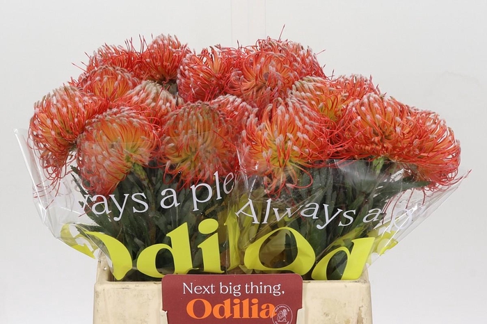 <h4>Nutans Blanche</h4>