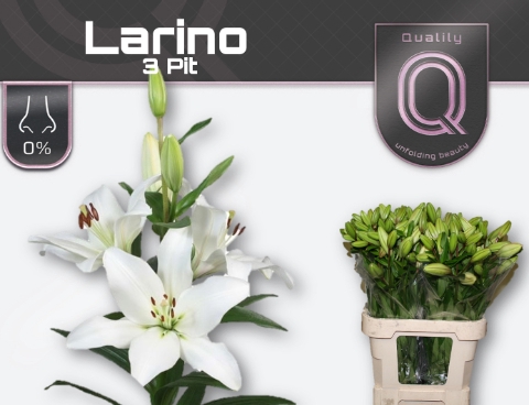 <h4>Lilium la larino</h4>