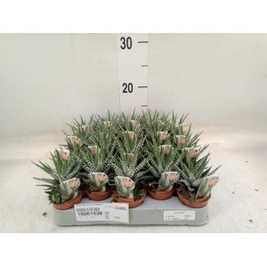 Haworthia fasciata 'Big Band'