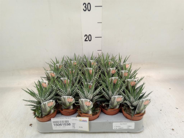 <h4>Haworthia fasciata 'Big Band'</h4>