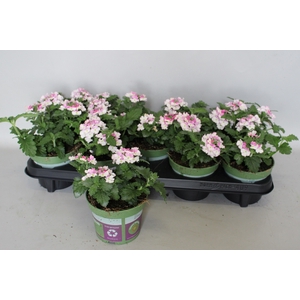 Verbena Bicolor Rose