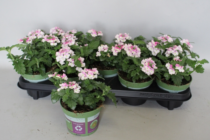<h4>Verbena Bicolor Rose</h4>