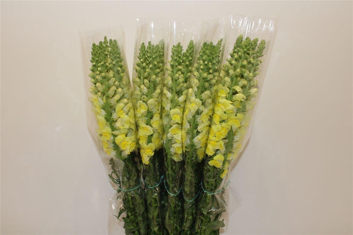 <h4>Antir Overig Yellow</h4>