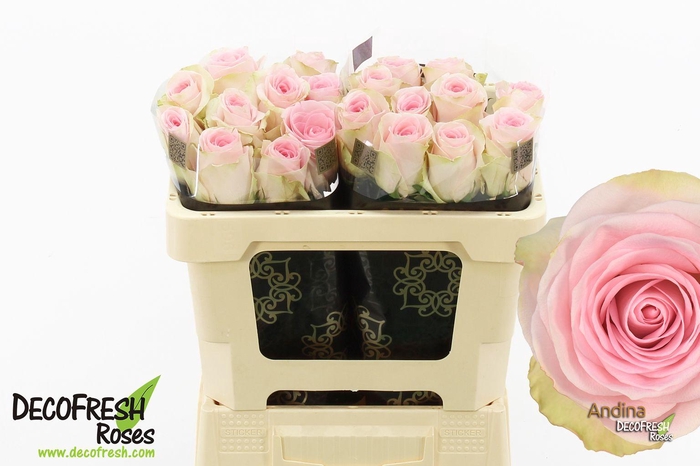 <h4>R Gr Andina</h4>