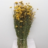 Dried Lonas Yellow P Bunch