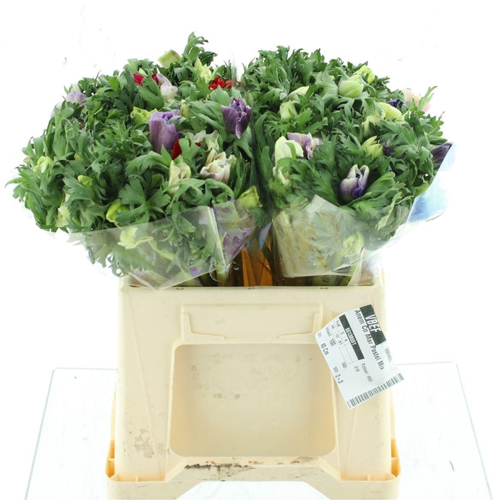 <h4>Anem Co Mar Pastel Mix</h4>
