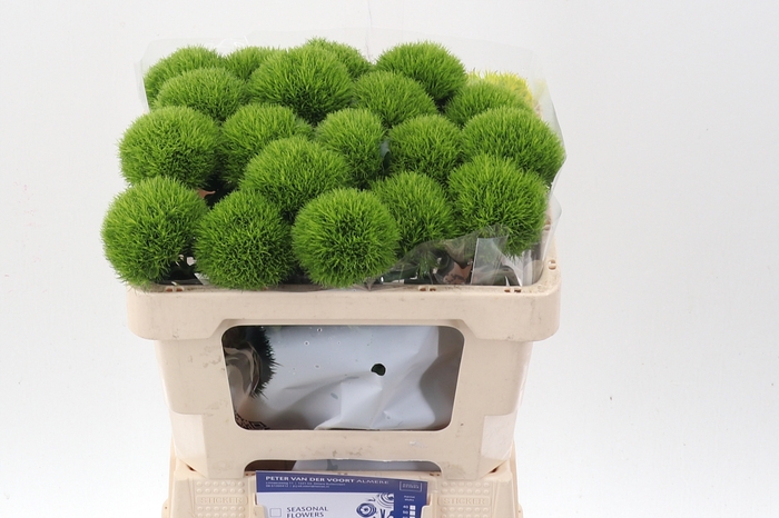 <h4>Di Barb Kiwi Mellow X20</h4>