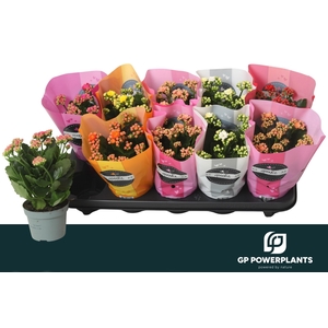 KAL GE PERF GEM 6 KL