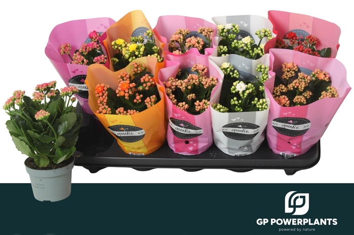 <h4>KAL GE PERF GEM 6 KL</h4>