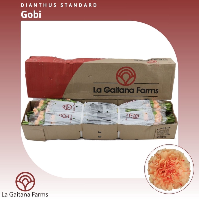 <h4>Dianthus St Gobi</h4>