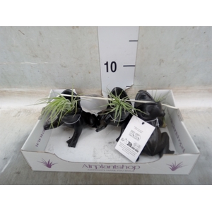 Tillandsia
