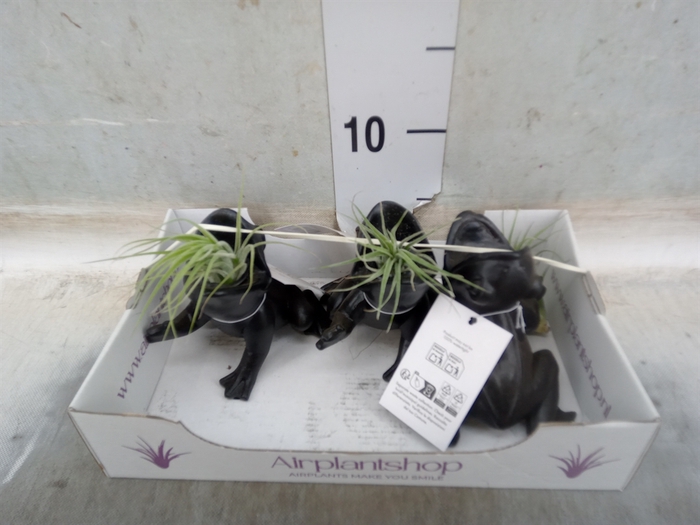 <h4>Tillandsia</h4>