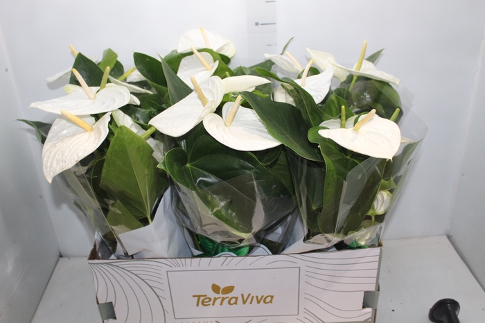 <h4>ANTHURIUM ALASKA P17</h4>