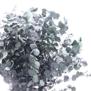 True Blue Gepreserveerd Groen