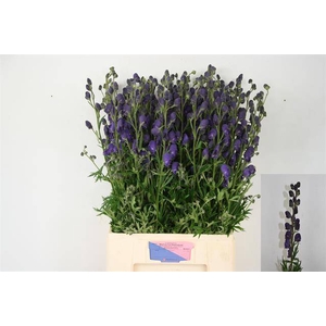 Aconitum napellus