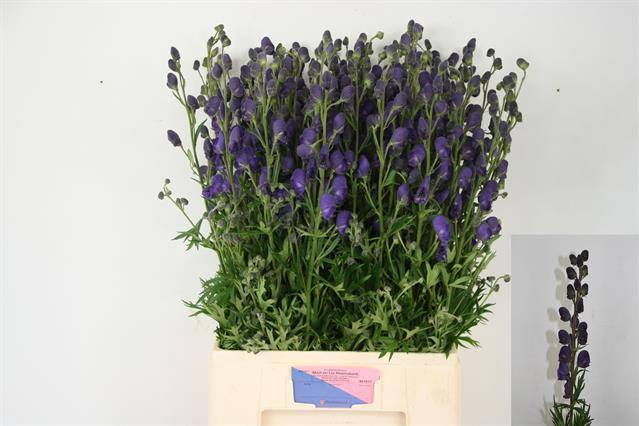<h4>Aconitum napellus</h4>