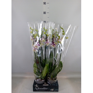 Phalaenopsis  'Ant Marrakesh'
