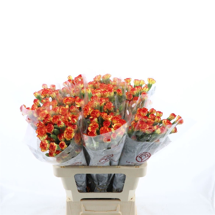 <h4>Dianthus tr Lava</h4>