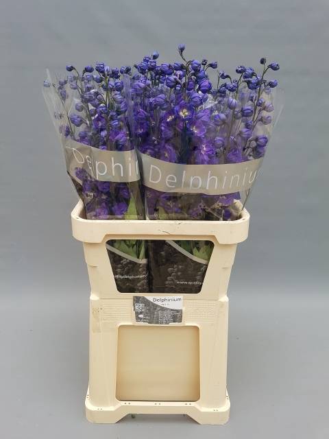 <h4>Delph Du Delp Emeral</h4>