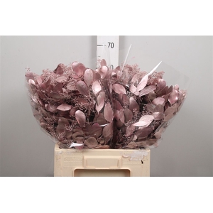 Euc Populus Berry V Pink Metallic