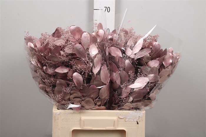 <h4>Euc Populus Berry V Pink Metallic</h4>