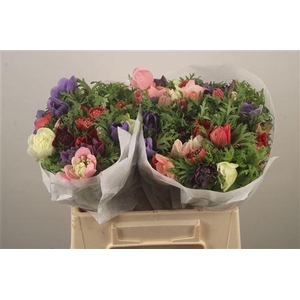 Anemone Levante Mixed In Bunch