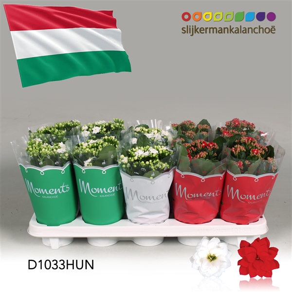 <h4>Kalanchoe Moments - Hungary flag</h4>